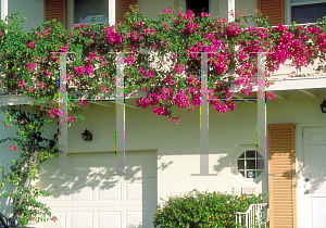 Picture of Bougainvillea spp. 