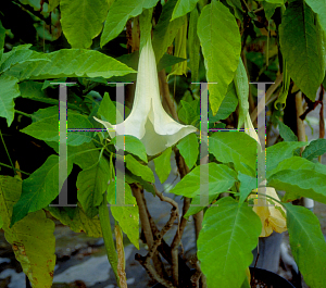 Picture of Brugmansia spp. 