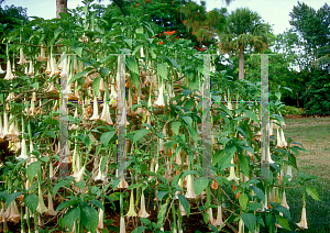 Picture of Brugmansia spp. 