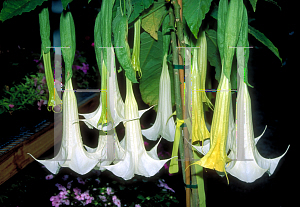 Picture of Brugmansia spp. 