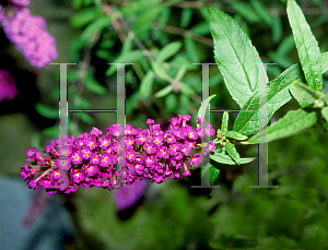 Picture of Buddleia davidii 'Black Knight'