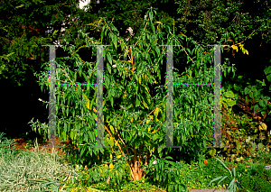 Picture of Buddleia davidii 