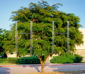 Picture of Bucida buceras 'Shady Lady'