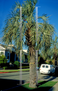 Picture of Butia capitata 