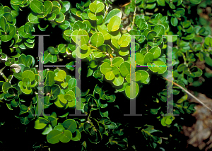 Picture of Buxus microphylla var. japonica 