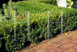 Picture of Buxus microphylla 'Winter Gem'