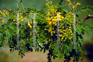 Picture of Caesalpinia mexicana 