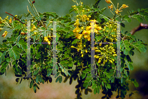 Picture of Caesalpinia mexicana 