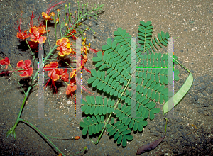 Picture of Caesalpinia pulcherrima 