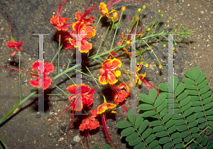 Picture of Caesalpinia pulcherrima 