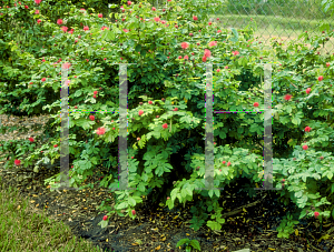 Picture of Calliandra haematocephala 'Nana'