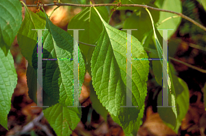 Picture of Callicarpa americana 