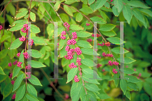 Picture of Callicarpa dichotoma 