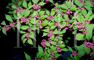 Picture of Callicarpa japonica 