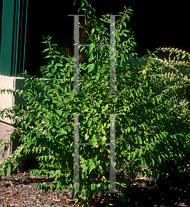 Picture of Callicarpa japonica 'Leucocarpa'