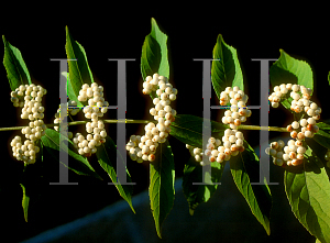 Picture of Callicarpa japonica 'Leucocarpa'