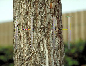 Picture of Callistemon viminalis 