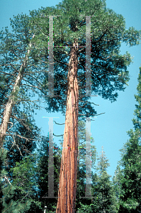 Picture of Calocedrus decurrens 