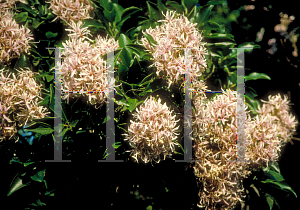 Picture of Calodendrum capense 