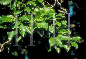 Picture of Calodendrum capense 