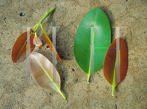 Picture of Calophyllum brasiliense 