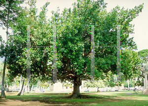 Picture of Calophyllum brasiliense 