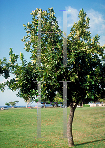 Picture of Calophyllum inophyllum 