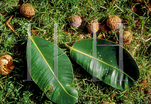 Picture of Calophyllum inophyllum 