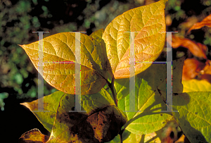 Picture of Calycanthus floridus 