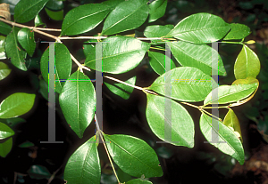 Picture of Calyptranthes pallens 