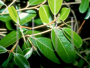 Picture of Capparis cynophallophora 