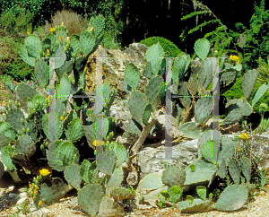 Picture of Opuntia brasiliensis 