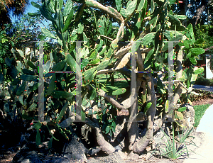 Picture of Opuntia ficus-indica 