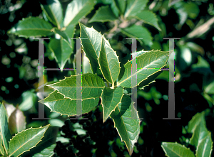 Picture of Osmanthus heterophyllus 