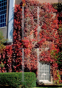 Picture of Parthenocissus tricuspidata 