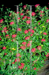 Picture of Pentas lanceolata 