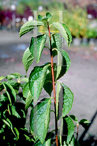 Picture of Philadelphus coronarius 'Aureus'