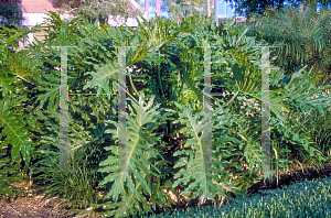 Picture of Philodendron bipinnatifidum 