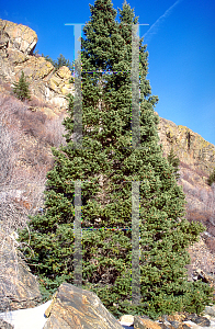 Picture of Picea engelmannii 