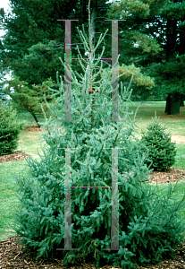 Picture of Picea mariana 