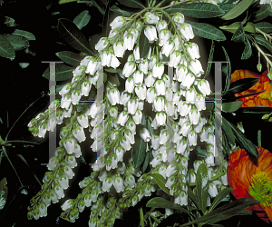 Picture of Pieris japonica 