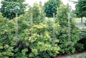 Picture of Pieris japonica 