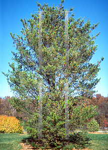 Picture of Pinus banksiana 