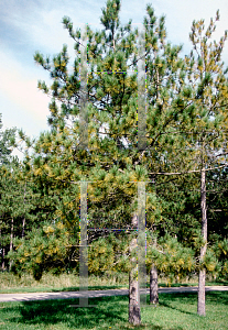 Picture of Pinus resinosa 