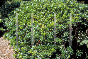 Picture of Pittosporum tobira 