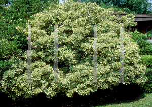 Picture of Pittosporum tobira 'Variegata'