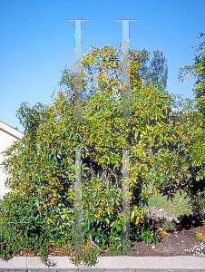 Picture of Pittosporum undulatum 