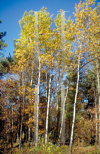 Picture of Populus tremuloides 