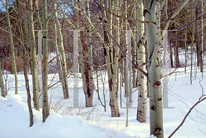 Picture of Populus grandidentata 