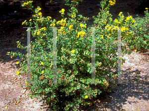 Picture of Potentilla fruticosa 'Goldfinger'